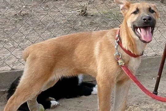 Boni, 4 miesięczne CUDO! Grzeczna, zakochana w czł
