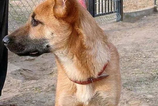 Boni, 4 miesięczne CUDO! Grzeczna, zakochana w czł