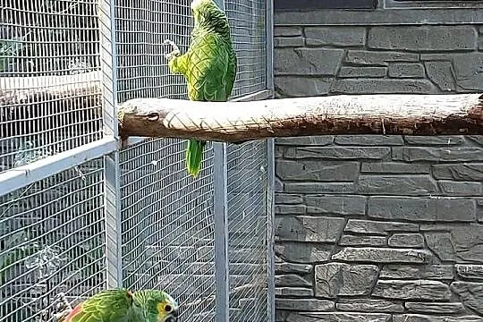 Amazonka niebieskoczelna aleksandretta chińska, Łódzkie, Wieruszów