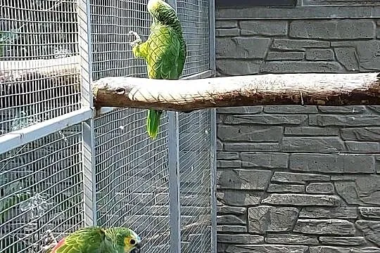 Amazonka niebieskoczelna aleksandretta chińska, Łódzkie, Wieruszów