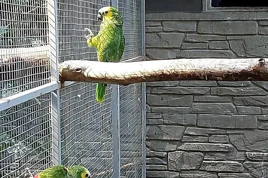 Amazonka niebieskoczelna aleksandretta chińska, Łódzkie, Wieruszów