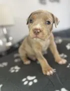 Szczenięta rasy American Bully szukają swojego stałego domu.
