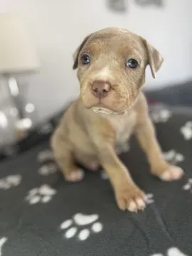 Szczenięta rasy American Bully szukają swojego stałego domu.