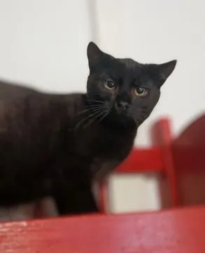 Koks - roczny, cudowny kociak szuka domu!  Black panther- Koks szuka domu! Przedstawiamy Koksa – oko, , Warszawa