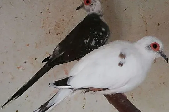 Gołąbki diamentowe para lęgowa, Mazowieckie, Żyrardów