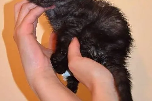 Dymna kociczka 6 tyg,adopcja!!,  świętokrzyskie Ki