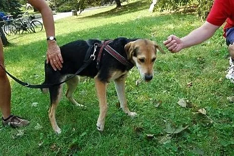 Poznaj, pokochaj, adoptuj Śliwkę,  mazowieckie Warszawa