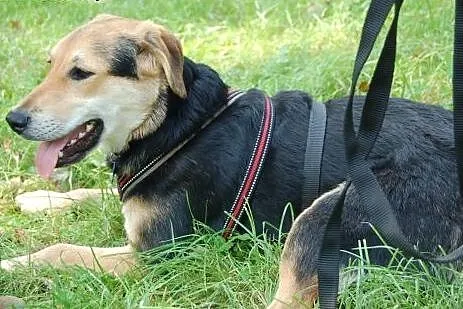 Poznaj, pokochaj, adoptuj Śliwkę,  mazowieckie War