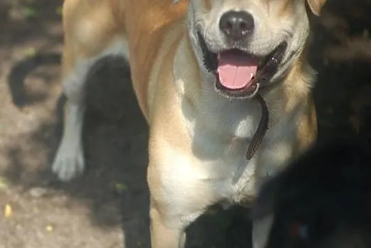 Przyjazna, całuśna Kajra w typie labradora szuka domu!