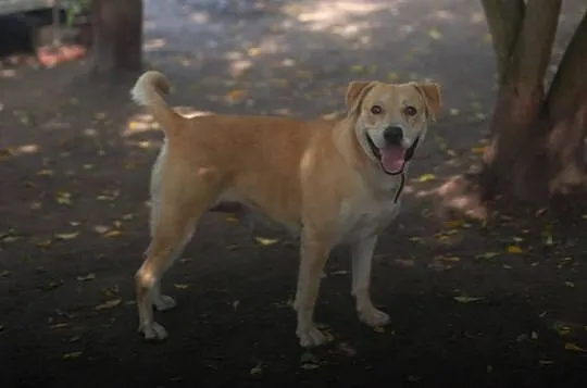 Przyjazna, całuśna Kajra w typie labradora szuka d