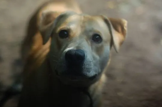Przyjazna, całuśna Kajra w typie labradora szuka d