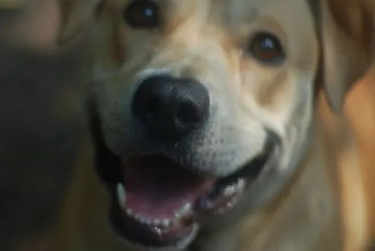 Przyjazna, całuśna Kajra w typie labradora szuka d