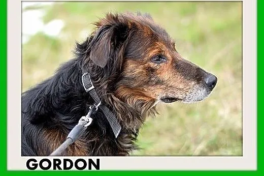 GORDON,seter mix,łagodny,rodzinny,grzeczny pies.AD
