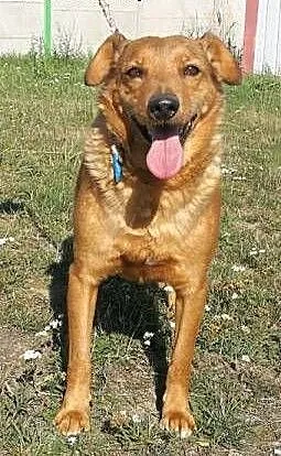 ROLO - przesympatyczny psiak z rozmerdanym ogonem szuka domu, małopolskie Kraków, Małopolskie, Kraków