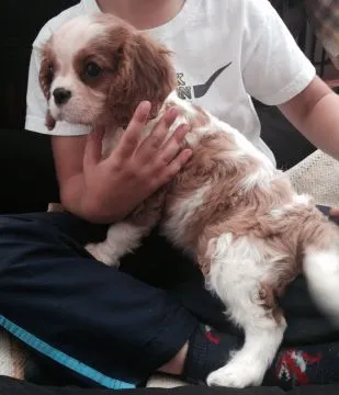 Szczenięta Cavalier King Charles Spaniel.whatsapp +48782076170, , Katary