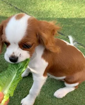 Szczenięta Cavalier King Charles Spaniel.whatsapp +48782076170, , Katary