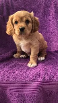 Szczenięta Cavalier King Charles Spaniel.whatsapp +48782076170, , Katary
