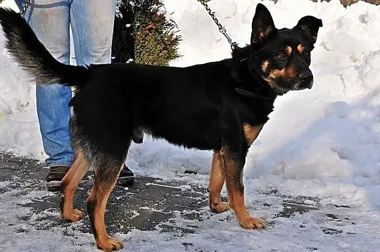 Energiczny Hyzio szuka domu, Śląskie, Bytom