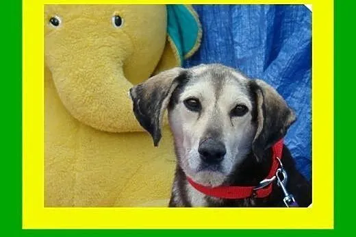 Pozytywnie nastawiony,uwielbia ludzi,w typie beagl