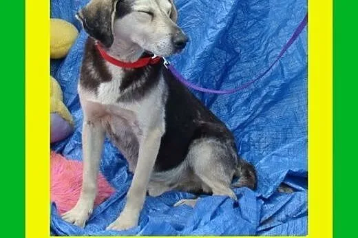 Pozytywnie nastawiony,uwielbia ludzi,w typie beagl