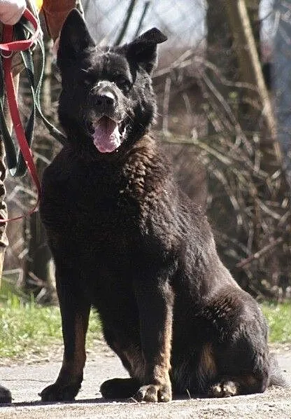Duża, łagodna suczka do adopcji_ Nie pierwszej mło