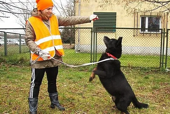 Duża, łagodna suczka do adopcji_ Nie pierwszej mło