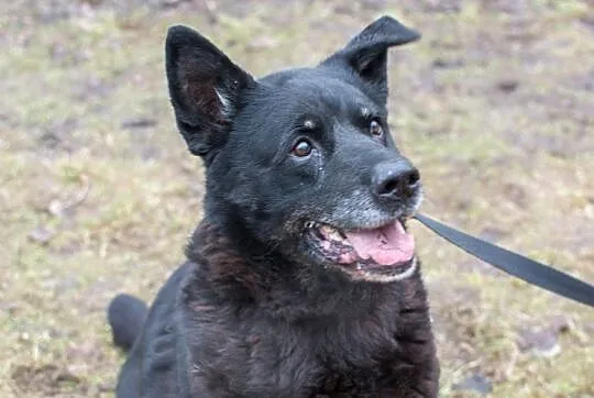 Duża, łagodna suczka do adopcji_ Nie pierwszej mło