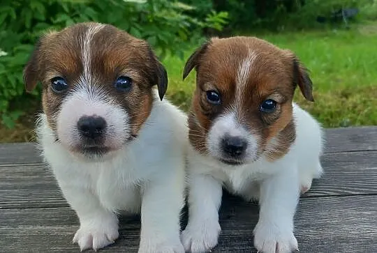 Jack Russell Terrier- ZKwP , Pułtusk