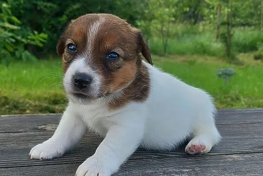 Jack Russell Terrier- ZKwP , Pułtusk