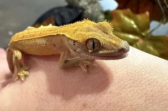 Młodziutki gekon orzęsiony
