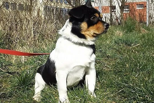 Nieduży nakolankowy psiak Miki, Warmińsko-mazurskie, Olsztyn
