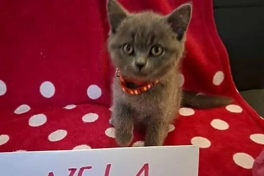Koty brytyjskie 5 pokoleniowy rodowód, Wielkopolskie, Gostyń