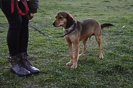Humbercik - jego oddali - bardzo cierpi  , pomocy,