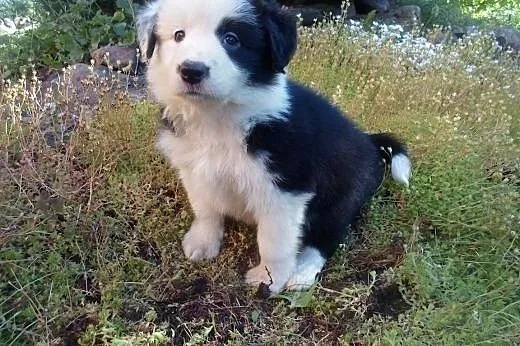 Border Collie,  kujawsko-pomorskie Toruń