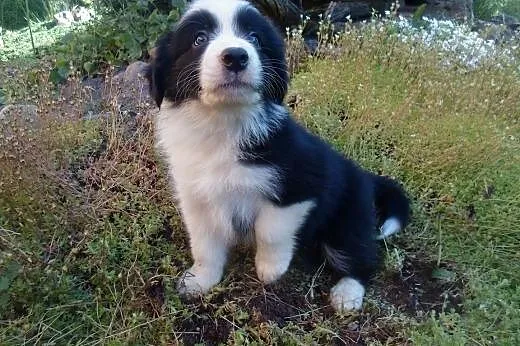 Border Collie,  kujawsko-pomorskie Toruń