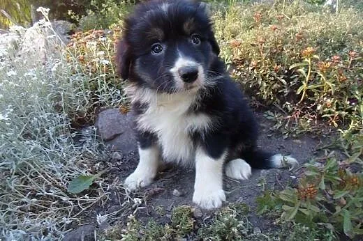 Border Collie,  kujawsko-pomorskie Toruń