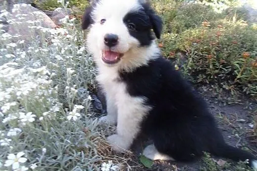 Border Collie,  kujawsko-pomorskie Toruń