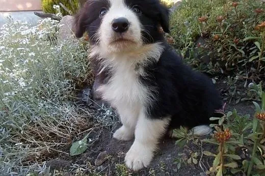 Border Collie,  kujawsko-pomorskie Toruń
