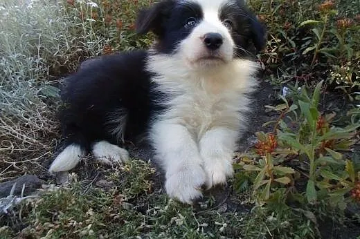 Border Collie,  kujawsko-pomorskie Toruń