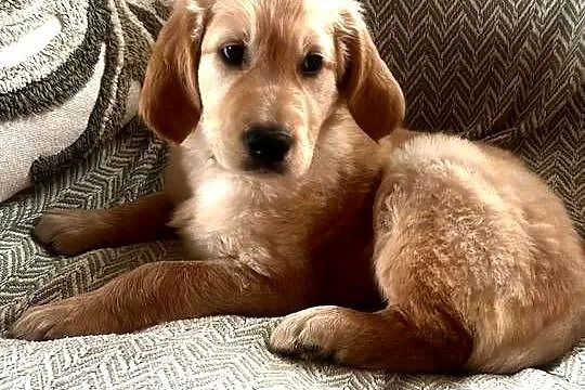 Złoty Golden Retriever