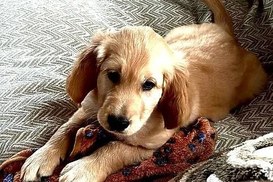 Złoty Golden Retriever, Małopolskie, Dąbrowa Tarnowska