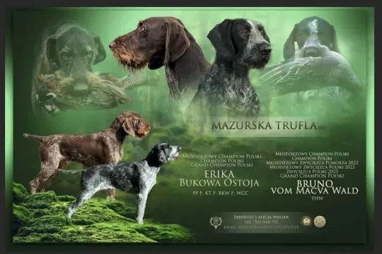 Wyżeł niemiecki szorstkowłosy - suczka szczenię / Hodowla psów rasowych Mazirska Trufla (FCI)