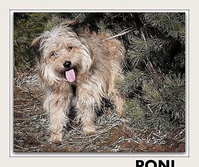 PONI,1rok,młody,7kg,mały,łagodny,rodzinny piesek.ADOPCJA, Podkarpackie, Rzeszów