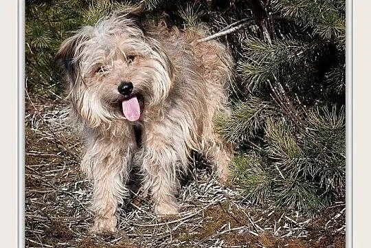 PONI,1rok,młody,7kg,mały,łagodny,rodzinny piesek.ADOPCJA, Podkarpackie, Rzeszów