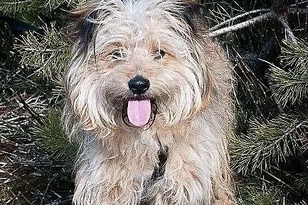 PONI,1rok,młody,7kg,mały,łagodny,rodzinny piesek.ADOPCJA, Podkarpackie, Rzeszów