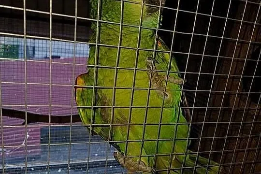 Amazonka niebieskoczelna