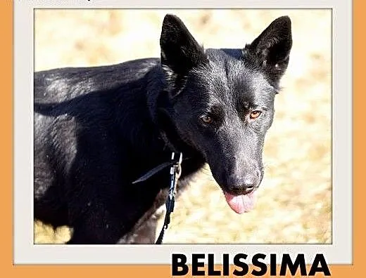 BELISSIMA,owczarek mix,łagodna,delikatna,wrażliwa