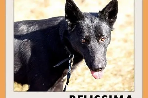 BELISSIMA,owczarek mix,łagodna,delikatna,wrażliwa 