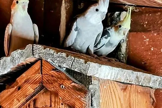 Papugi nimfy, Mazowieckie, Wólka-Przekory