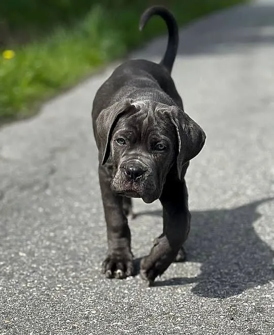Piękna, szara suczka Cane Corso ZKwP/FCI, Lubelskie, Lublin